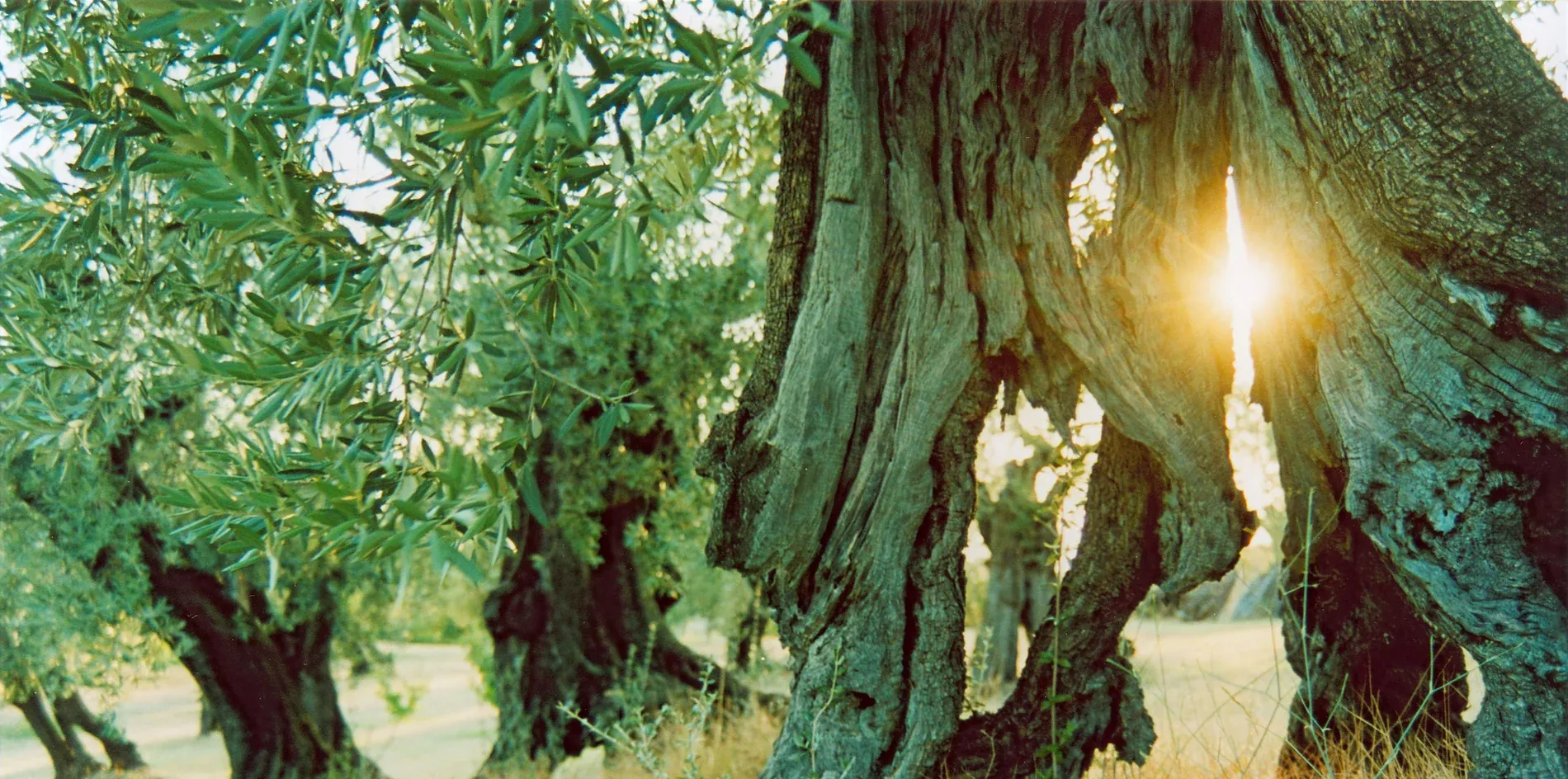 Sabina 丘陵上的 Rosati 橄欖園